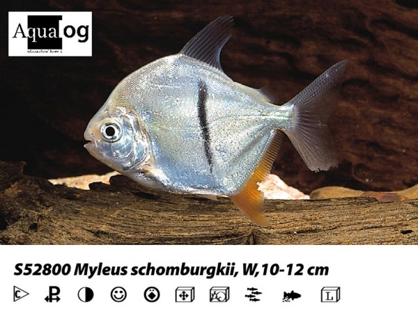 Myleus schomburgkii / Schomburgs - Scheibensalmler