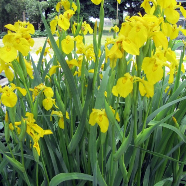 Iris pseudoacorus Zwiebeln Iris
