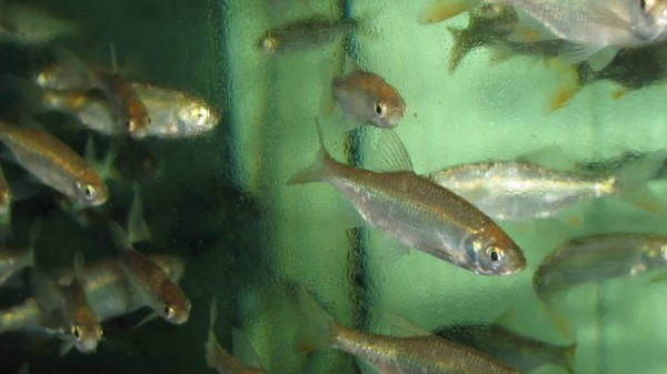 Rutillus rutillus Rotauge