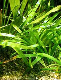 Sagittaria platyphylla / Aquariumpflanze