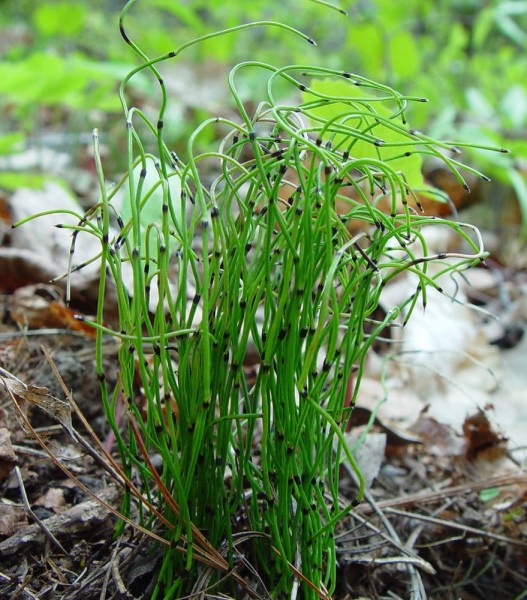 Equisetum scirpoides / Appenzeller