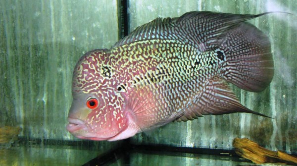 Flower horn cichlid red pearl / Flower horn cichlid rot pearl