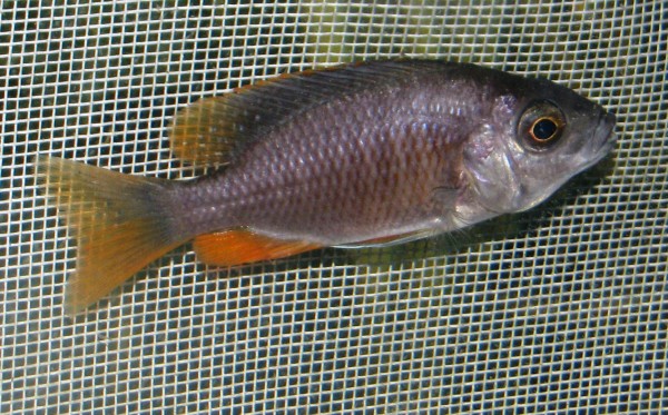 Haplochromis borleyi red finn