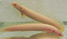 Polypterus senegalensis albino Flösselhecht albino