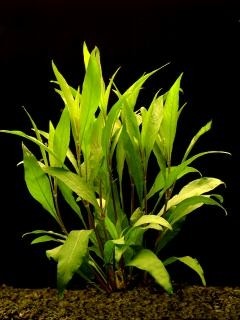 Hygrophila siamensis / Aquariumpflanze