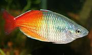 Melanotaenia boesemani red / Regenbogenfisch rot