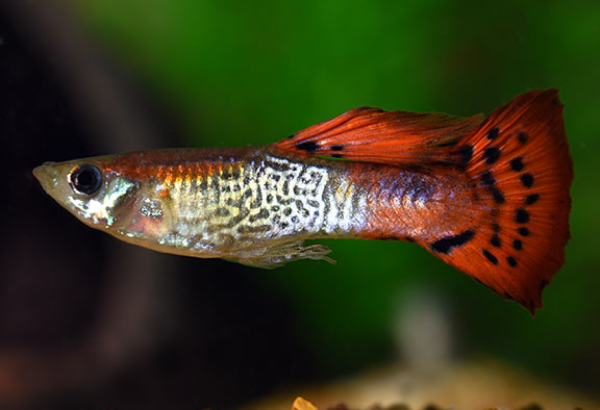 Guppy cobra red male