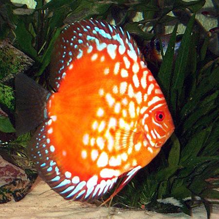Symphysodon discus pigeon red / Discus Pigeon rot