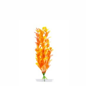JK Orange Ludwigia klein 18 - 21 cm