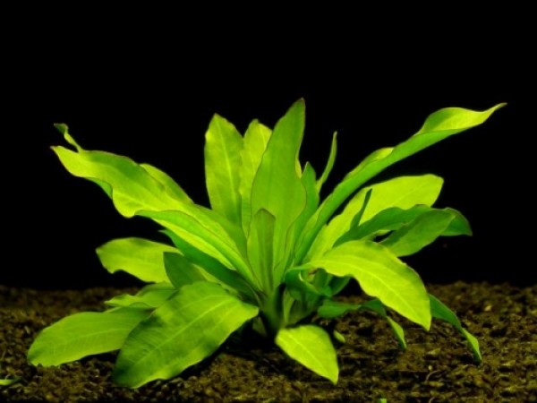 Echinodorus major / Aquariumpflanze