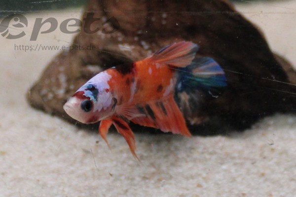 Kampffisch mannlich KOI PLAKAT Betta splendens male PLAKAT KOI
