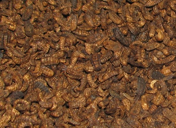 Madenwurm, Fleischwurm , BSF Larvae