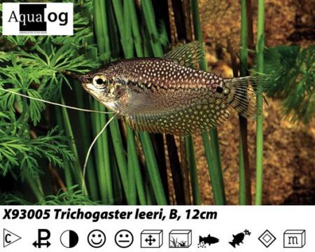 Trichogaster leeri Mosaikfadenfisch