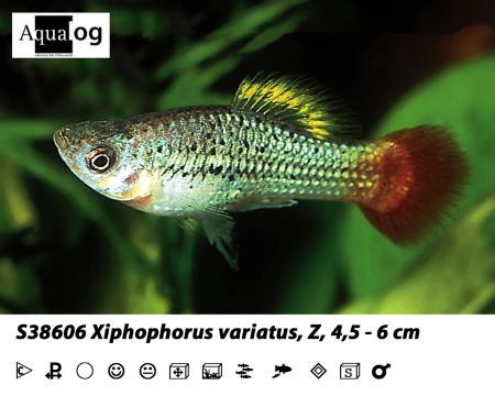 Xiphophorus variatus multicolor / Platy Variatus multicolor