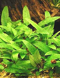Cryptocoryne wendtii Green / Aquariumpflanze