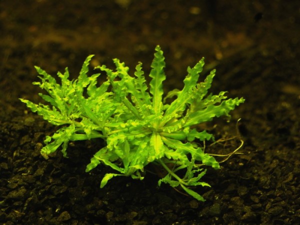 Pogostemon helferi Aquariumpflanze