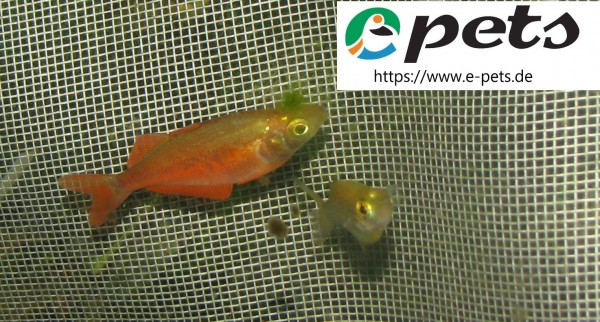 Glossolepis incisus / Lachsroter Regenbogenfisch