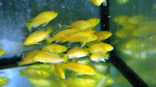 Labidochromis yellow sp. gold Malawibuntbarsch