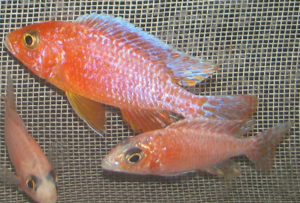 Aulonocara FIRE red / red DRAGON