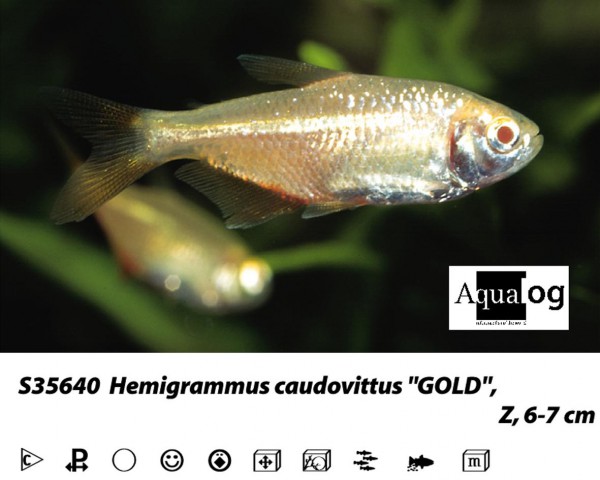 Rautenflecksalmler gold / Hemigrammus caudovittatus gold