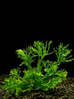 Microsorium pter.Windelov / Aquariumpflanze