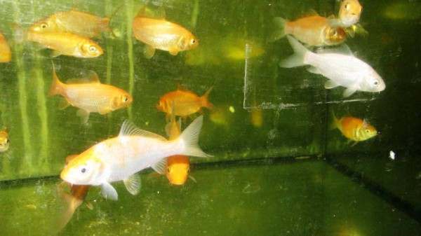 Karp koi mix 'B' Europe / Koi mix 'B' Europa NZ