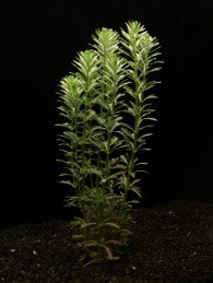 Myriophyllum aquaticum / Aquariumpflanze