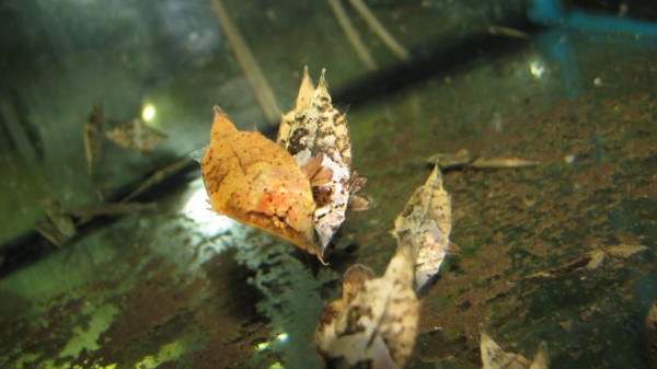 Monocirrhus polyacanthus / Blattfisch - Peru