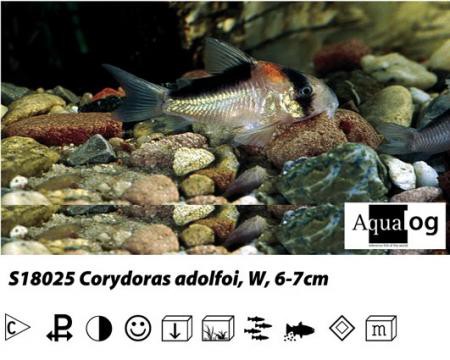 Corydoras adolfoi / Adolfos Panzerwels