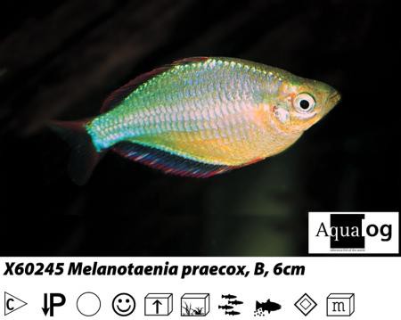 Melanotaenia praecox/ Regenbogenfisch türkis
