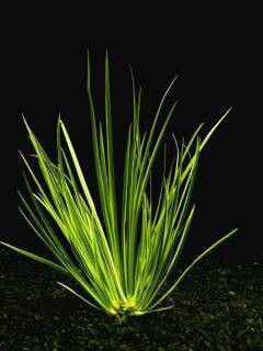 Acorus decoratus / Aquariumpflanze