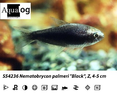 Nematobrycon palmeri black / Schwarzer Kaisersalmler
