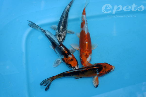 Tosai Mix:Hariwake,Yamato,Yamabuki,Kawari