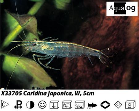 Caridina japonica / Algenfressende Garnele