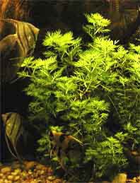 Hottonia inflata / Aquariumpflanze