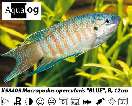 Macropodus opercularis blue Makropode blau