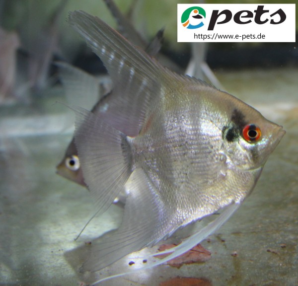 Pterophyllum Pinoy ghost Skalare Pinoy geister