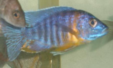 Aulonocara sp.nyassae / Kaiserbuntbarsch blau