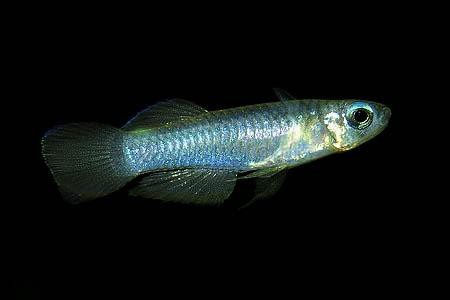 Aplocheilichthys normani / Leuchtaugenfisch
