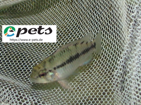 Apistogramma sp.red point