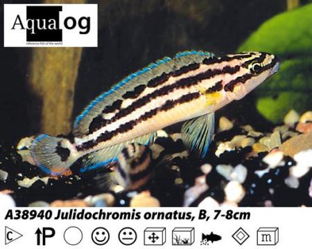 Julidochromis ornatus / Gelber Schlankcichlide