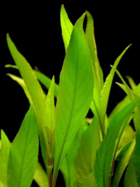 Hygrophila siamensis Aquariumpflanze