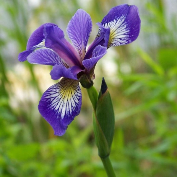 Iris versicolor Sumpfiris blau
