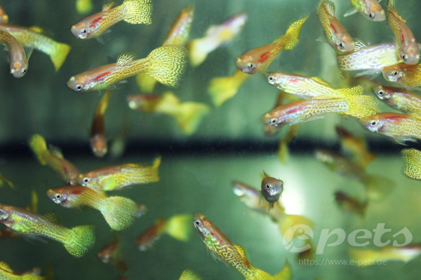 Guppy cobra gold male Guppy männl. cobra gelb