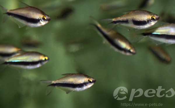 Nematobrycon palmeri / Kaisersalmler