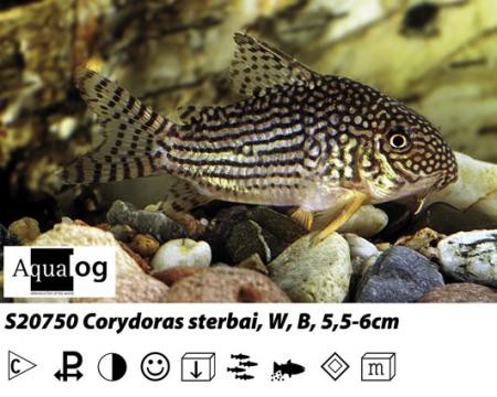 Corydoras sterbai / Sterbas Panzerwels CZNZ