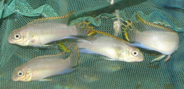 Pelvicachromis taeniatus Nigeria red / Streifenprachtbarsch