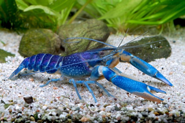 Cherax quadricarinatus blue claw Krebs blaue Schere