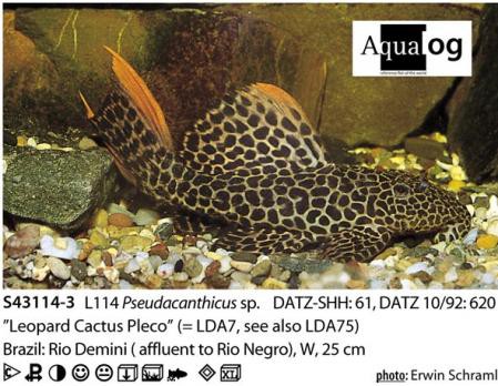 L - 114 Pseudoacanthicus leopardus / Leopard-Acanthicus