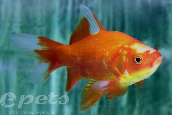 Carassius auratus sarasa comet / Goldfisch sarasa langflossen